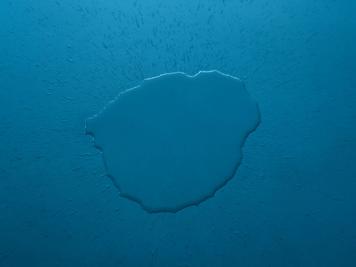 Close-up of jellyfish swimming in sea