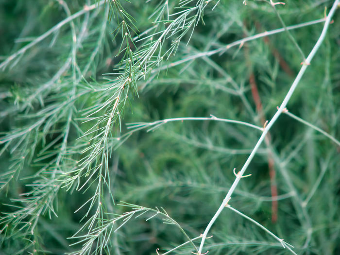 Close-up of green plants growing on field