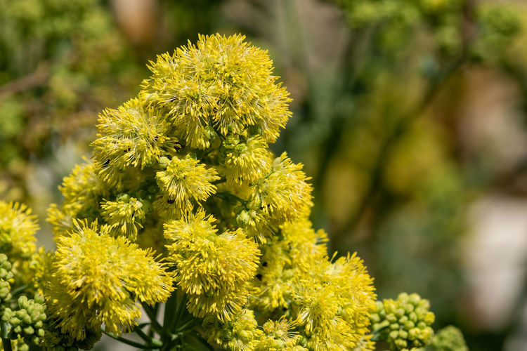 Close up of yellow meadow rue in bloom.