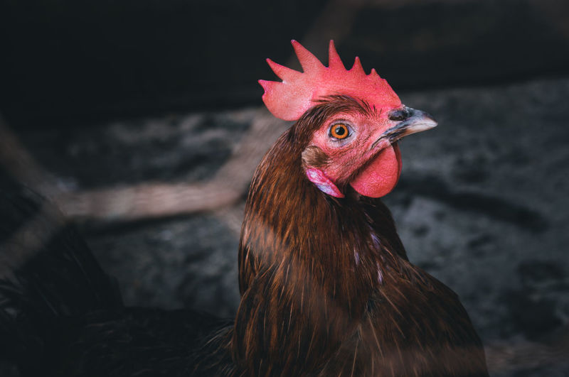 Close-up of rooster