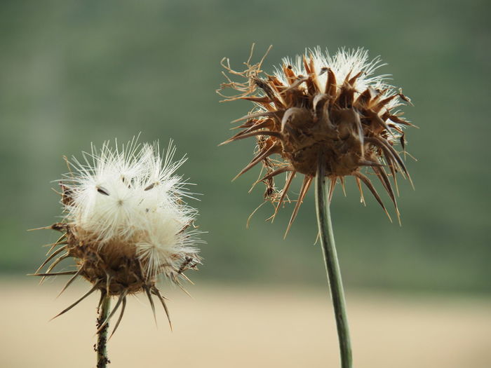 Close-up of dried thistle