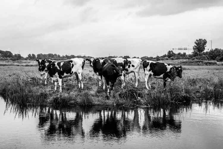 Cows standing in a lake