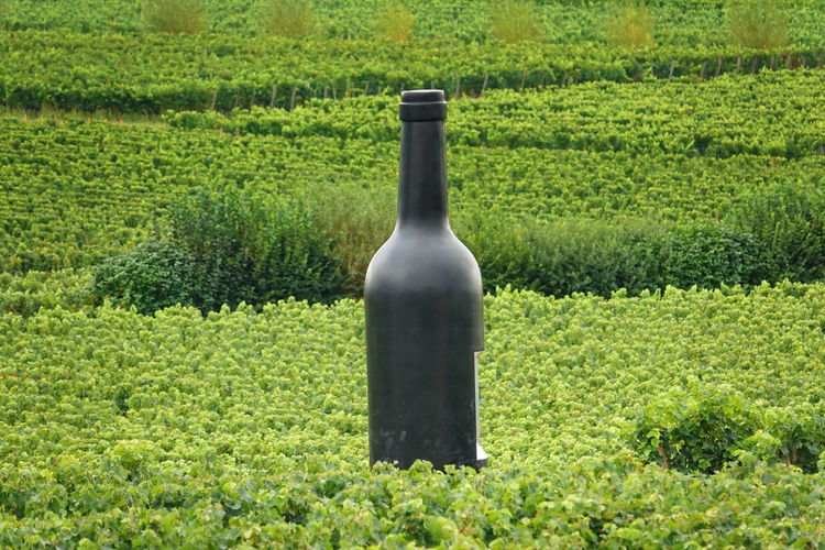 View of beer bottle on green landscape