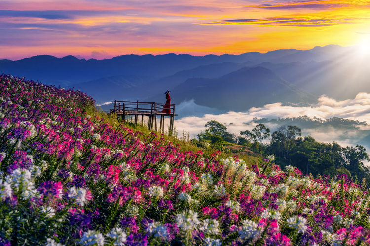 Purple flowering plants by mountains against sky during sunset