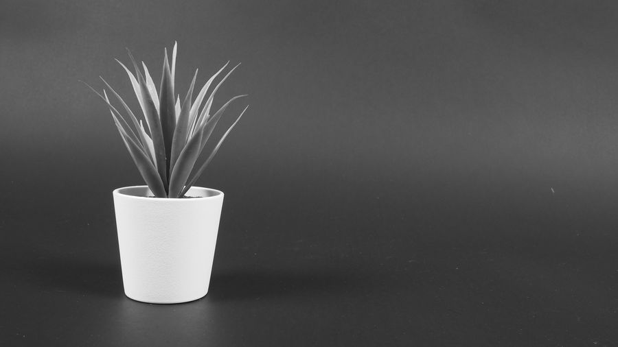 still life photography