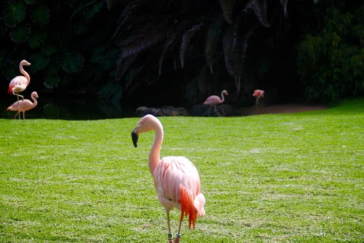 Flamingoes on grassy field