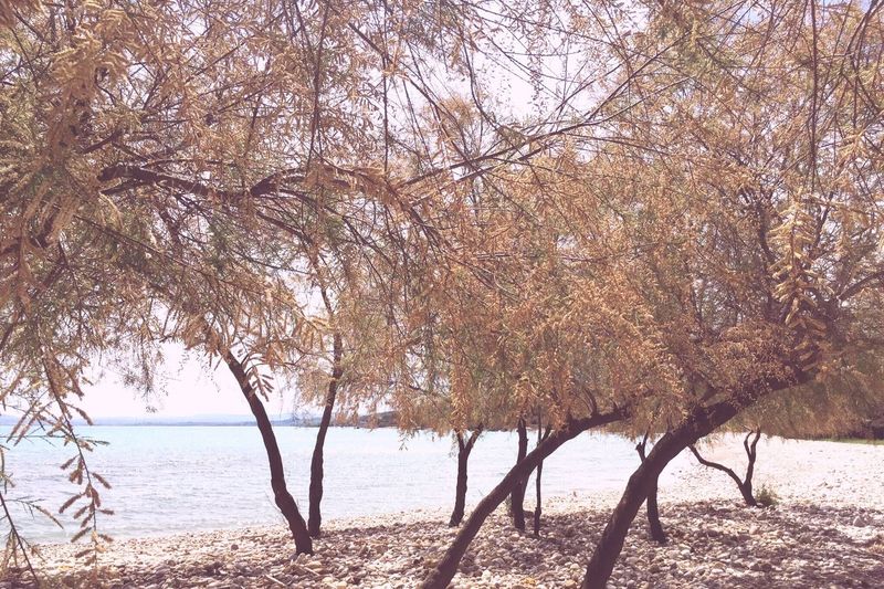 Trees growing by sea