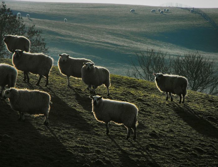 Cows grazing on landscape