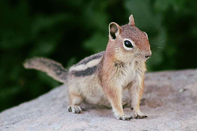 Close-up of squirrel on land