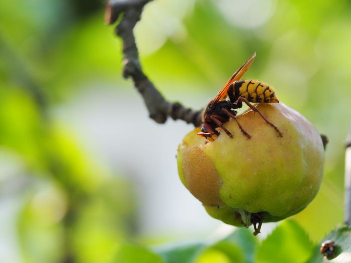 Close-up of insect on fruit