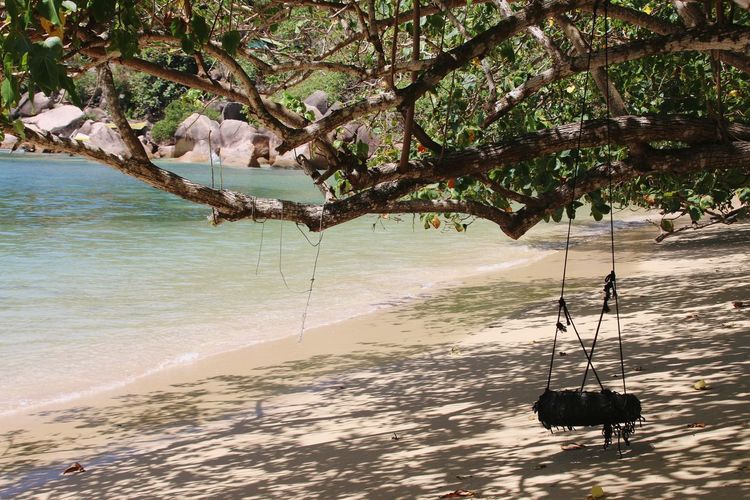 View of swing hanging on beach