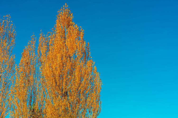 Low angle view of autumn trees against clear blue sky