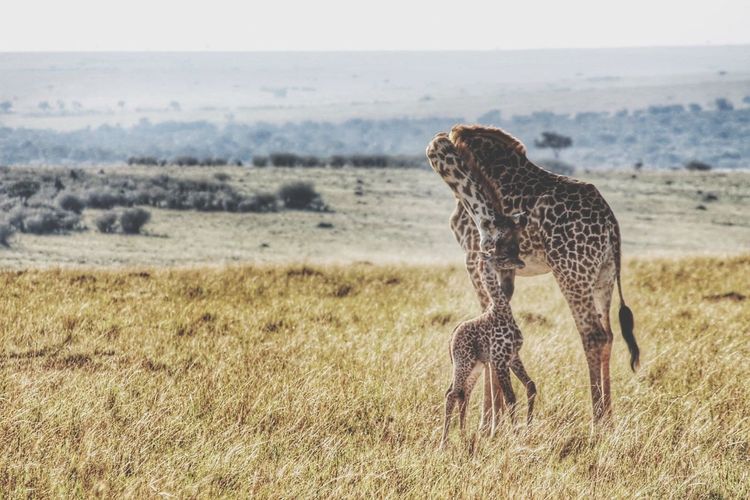 Giraffe and calf standing on grassy landscape