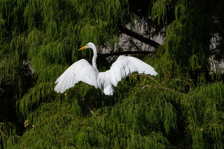 Great white egret with its wings spread as it lands in a tree.