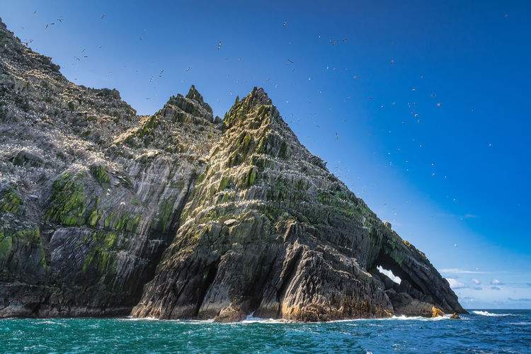 Gannets, morus bassanus, sitting on little skellig island in their natural habitat, ireland