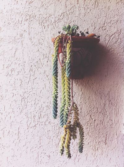 Potted succulent plant hanging on wall