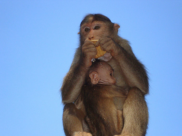 Low angle view of monkey on rock against sky