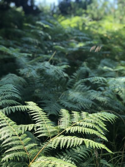 Close-up of fern leaves against trees in forest