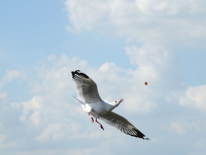 Seagull flying against sky