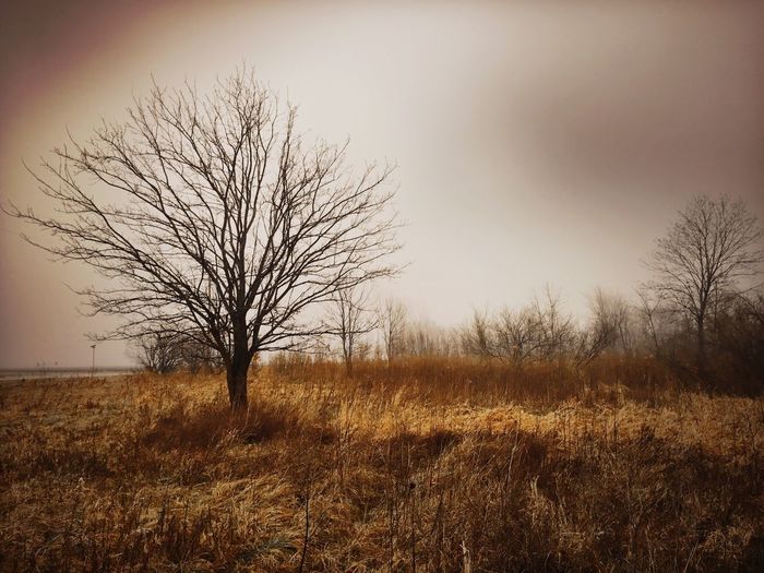 Bare tree on field against sky