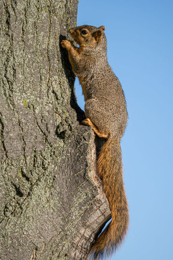 Low angle view of squirrel on tree trunk against clear sky