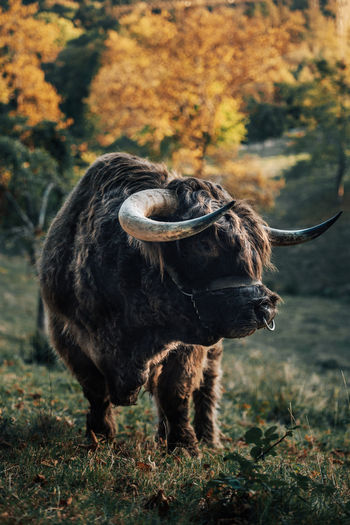 Highland cattle standing on land