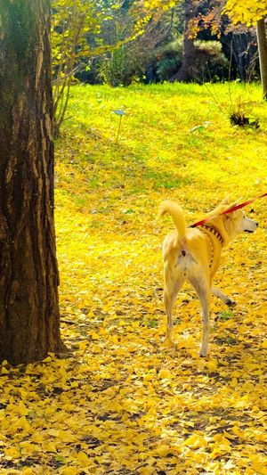 View of dog on field during autumn