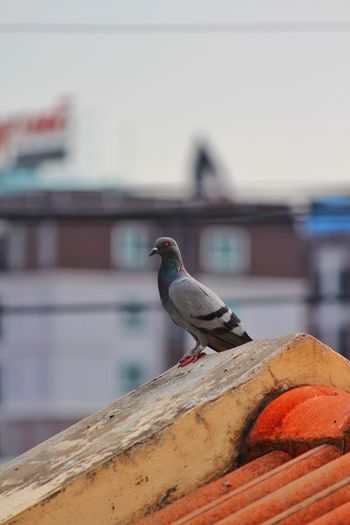 Pigeon and the city
