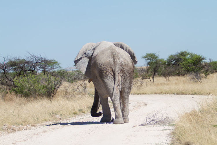 Elephant walking on zebra crossing against clear sky