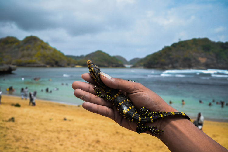 Cropped image of hand holding lizard on beach