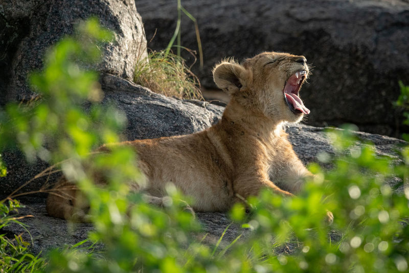 Lion cub resting at field