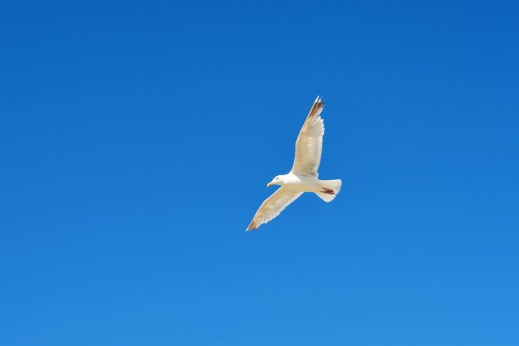 Low angle view of seagull flying with many copy space 