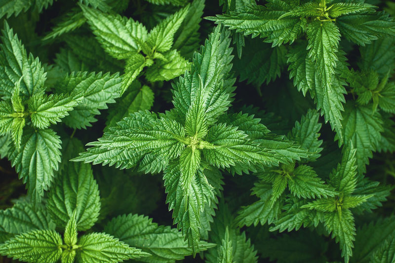 Stinging nettle plants background, urtica dioica leaves, overhead view
