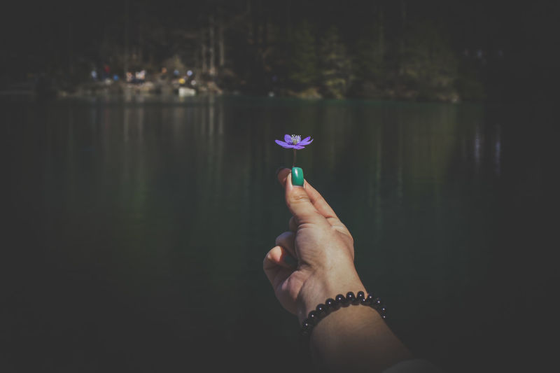 Cropped hand holding purple flower against lake
