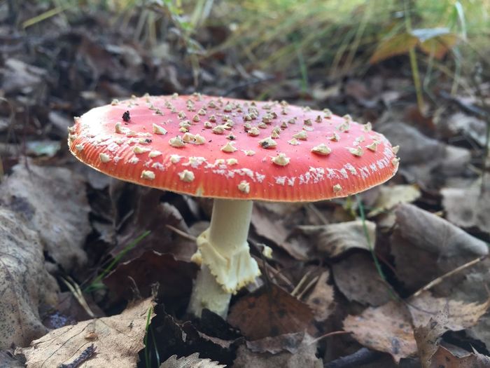 Close-up of fly agaric mushroom amidst dry leaves on field
