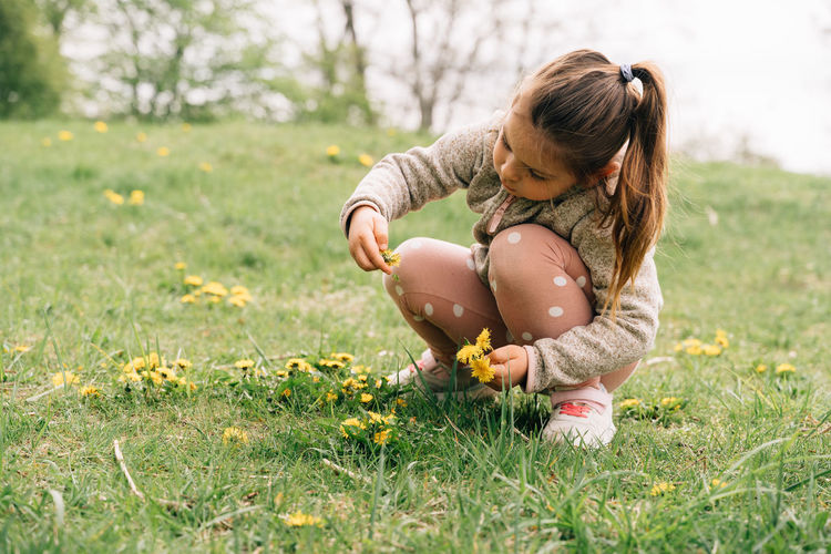 Curious cute little girl in casual clothes sitting on haunches and collecting yellow dandelions growing on grassy meadow near trees in forest