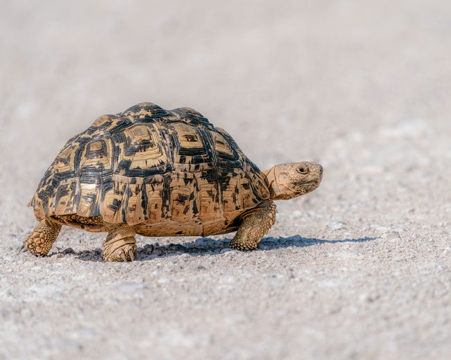 Close-up of tortoise on sand