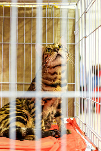 Cat sitting in the cage at the exhibition the active and cute cat which located in pahang, malaysia