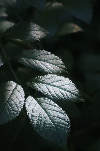 Green leaves in the sunlight