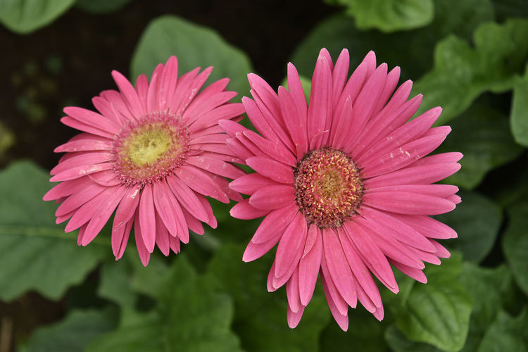 Gerbera or daisy flowers in pink in a flowers garden