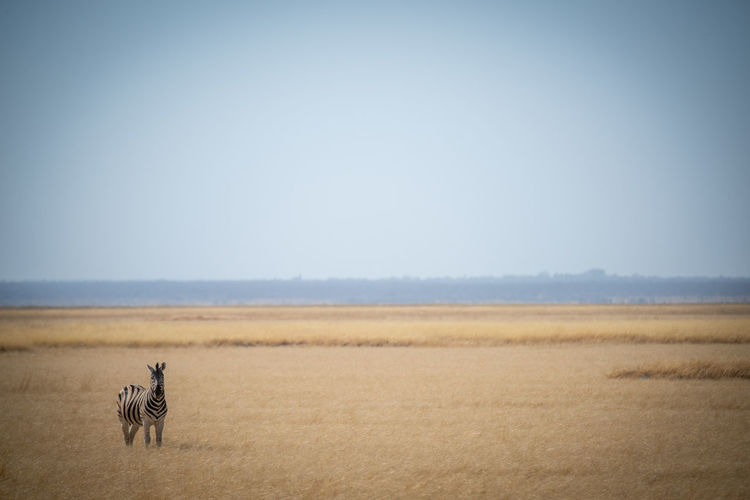 Plains zebra stands in savannah eyeing camera