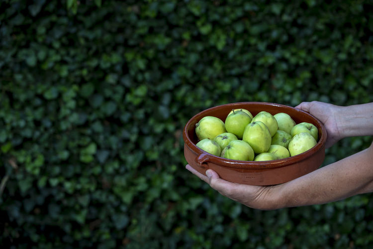 Cropped hands holding bowl with fruits against plants