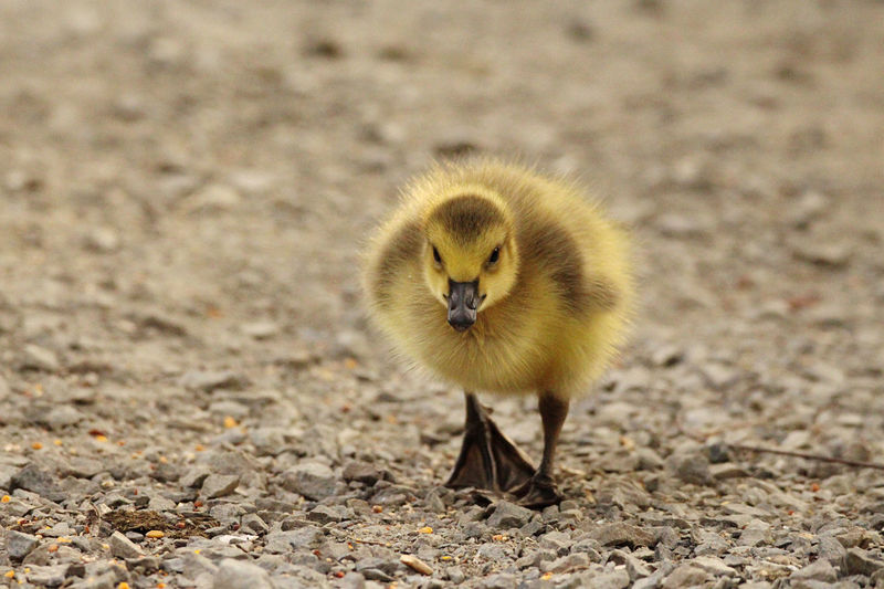 Close-up of a bird on field