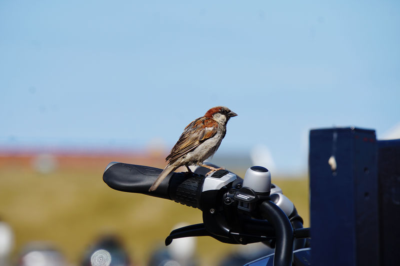 Close-up of bird perching on a bike