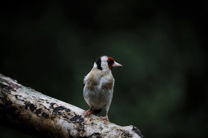 Close-up of woodpecker perching on branch