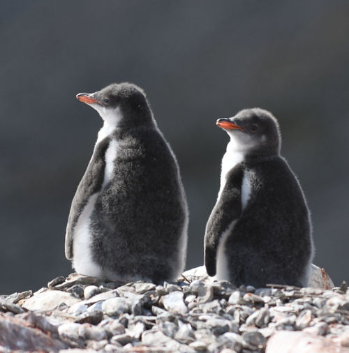Close-up of penguins on rock