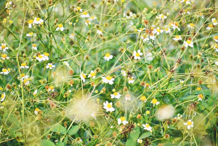Close-up of flowering plants on field