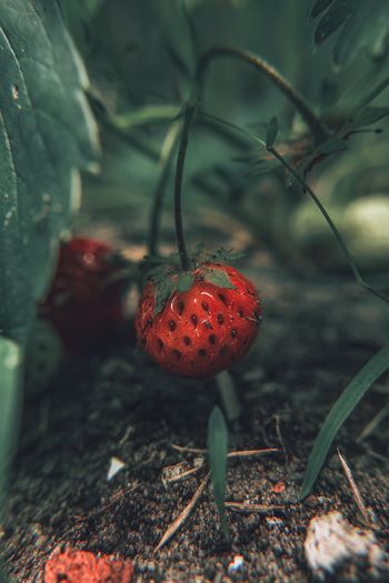Close-up of strawberry growing on field