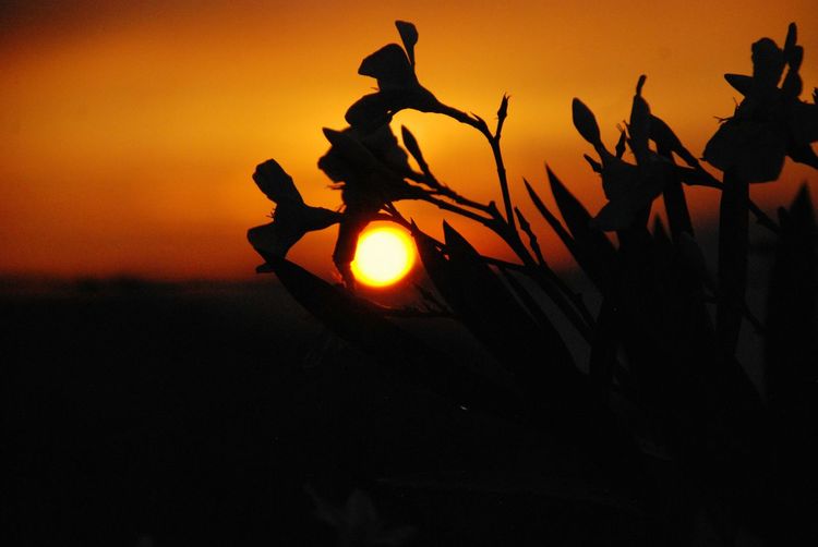 Close-up of silhouette plants during sunset