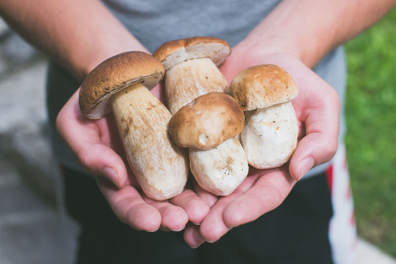 Boy holding boletus edulis mushrooms freshly picked - raw food and healthy lifestyle